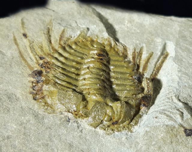 Kettneraspis seiberti BASSE in BASSE & MLLER 2004 - Bild © FossNet FossilienStore